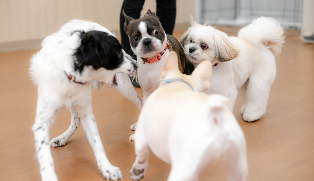 犬同士の遊びと学び