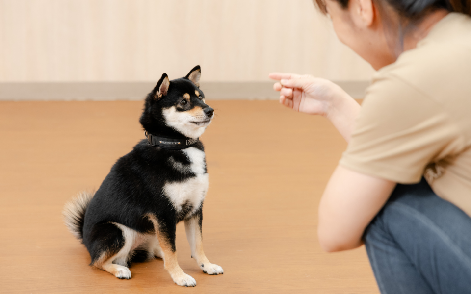 学び：早期の学びで学習能力を養う