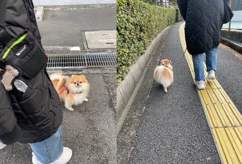 飼い主さまと愛犬のための犬の幼稚園とは？⭐キャナップ犬のようちえん