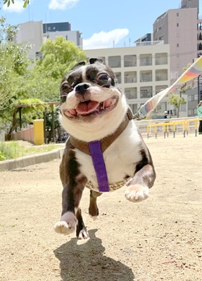 「オイデ」で来てくれないのはどうして?⭐キャナップ犬のようちえん