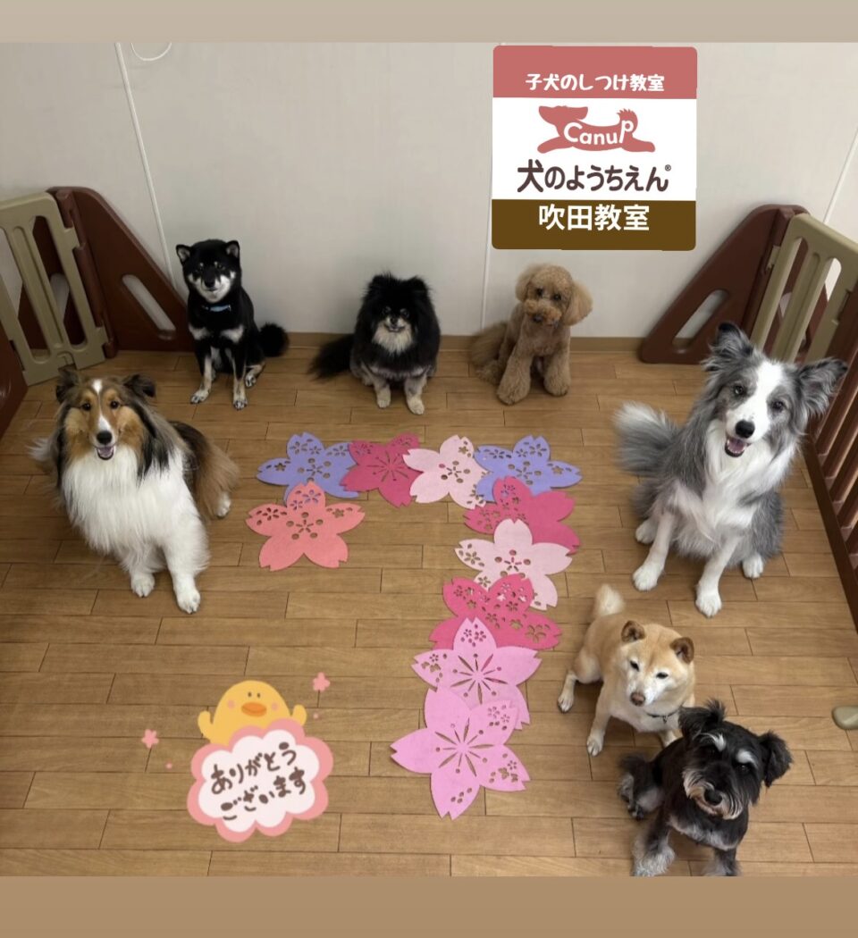 おかげさまで7周年🌸キャナップ犬のようちえん吹田教室