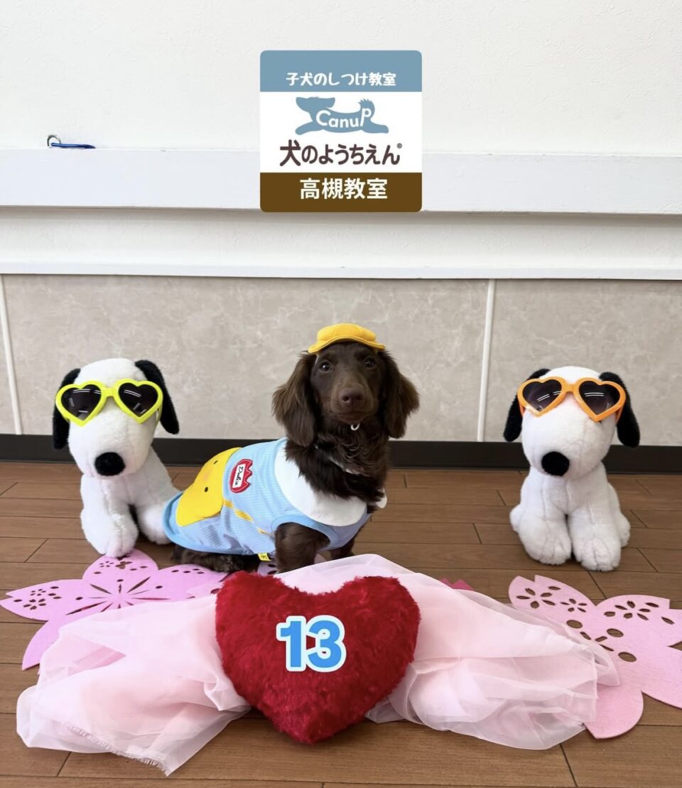 おかげさまで13周年🌸キャナップ犬のようちえん高槻教室