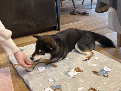 オヤツを使うドッグトレーニングでは信頼関係は築けない?⭐キャナップ犬のようちえん