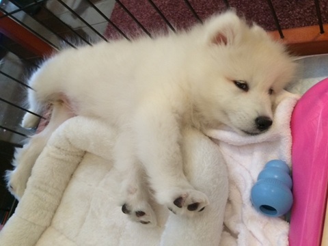 『安心できる』をあたり前に⭐キャナップ犬のようちえん