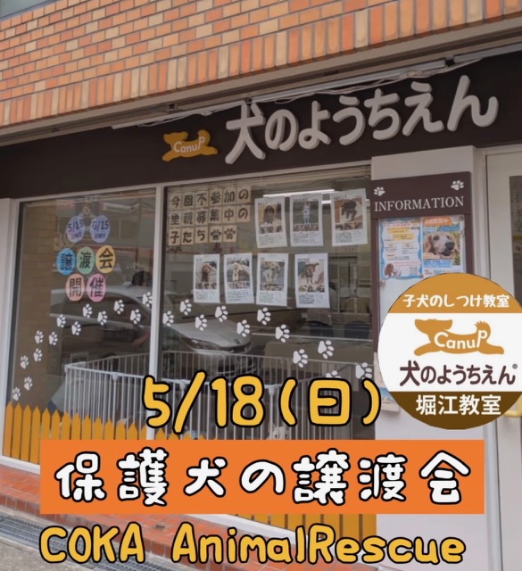 2回目の【保護犬譲渡会】を開催🐶♬キャナップ犬のようちえん堀江教室