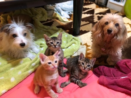 犬には求めて、猫には求めない?⭐キャナップ犬のようちえん