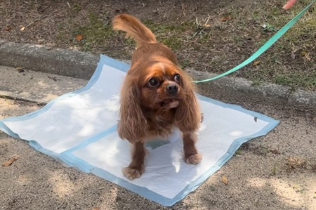 覚えるってどういうこと?⭐キャナップ犬のようちえん