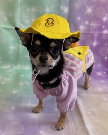 パピートレーニングで大事なこと⭐キャナップ犬のようちえん