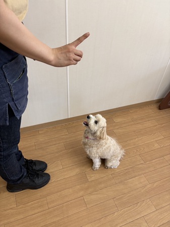 「キュー」と「コマンド」の違いって？⭐キャナップ犬のようちえん
