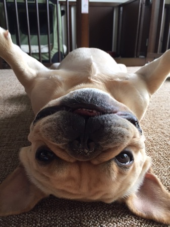 リラックスの重要性⭐キャナップ犬のようちえん