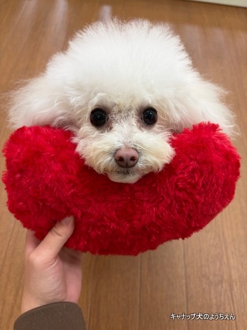 その行動、性格のせい！？⭐キャナップ犬のようちえん