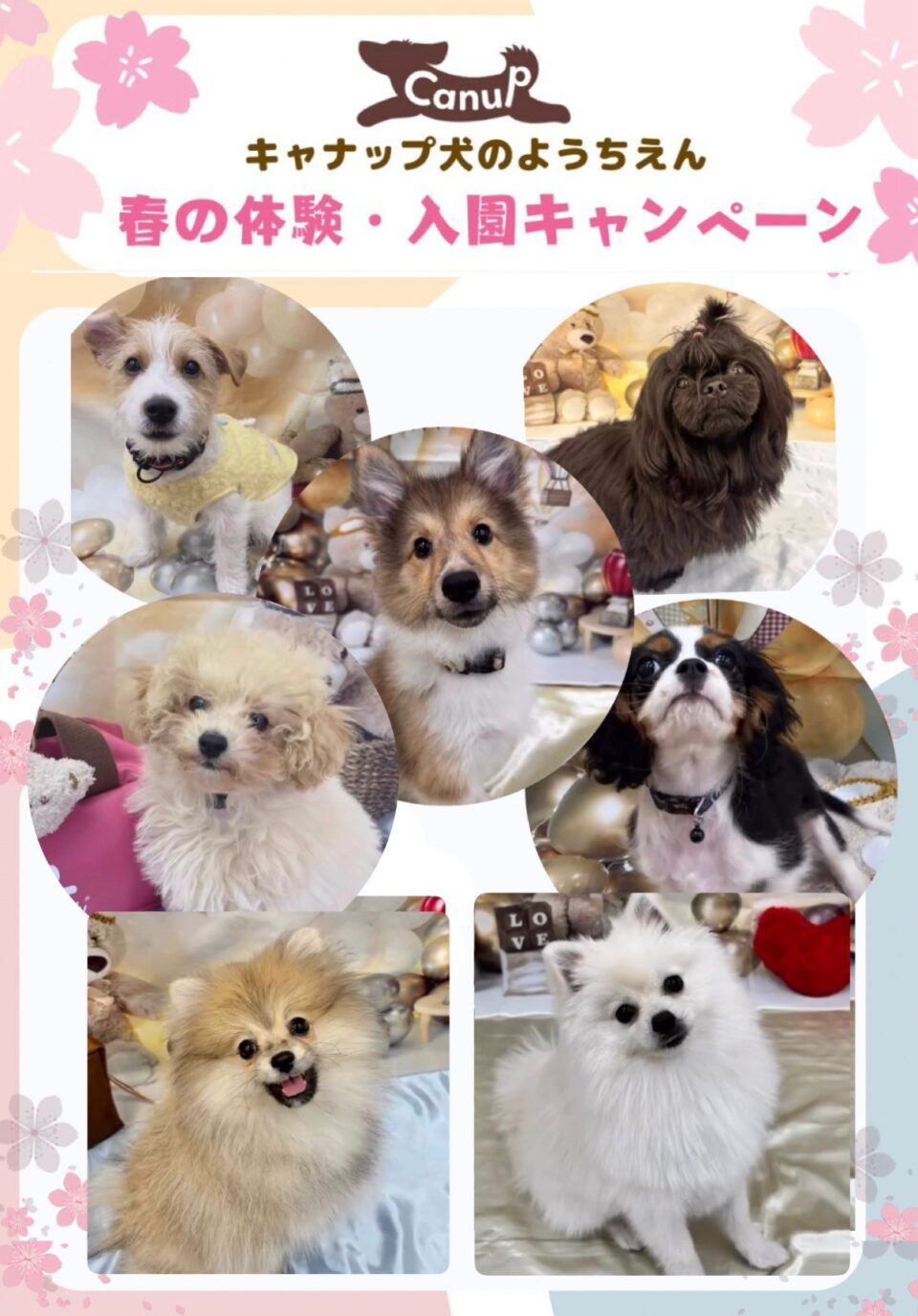 🌸 2026年 春のキャンペーンのお知らせ 🌸キャナップ犬のようちえん堀江教室・高槻教室