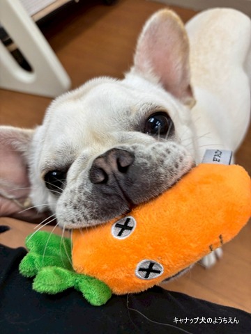 『Get』の重要性⭐キャナップ犬のようちえん