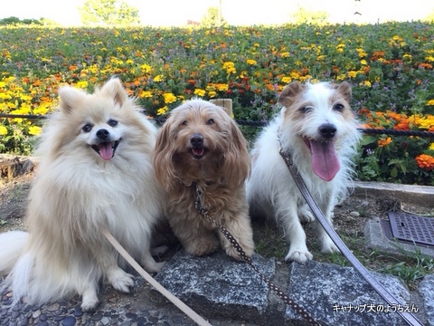 幸せな生活を用意してあげたい⭐キャナップ犬のようちえん