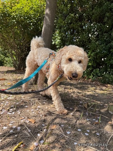 災害時に本当に必要なこと⭐キャナップ犬のようちえん