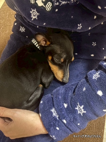 ドッグトレーナーってどんなお仕事？⭐キャナップ犬のようちえん