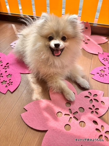 お迎え前からできること⭐キャナップ犬のようちえん
