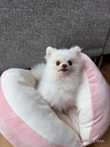 そうは言っても叱ることも必要でしょ？⭐キャナップ犬のようちえん