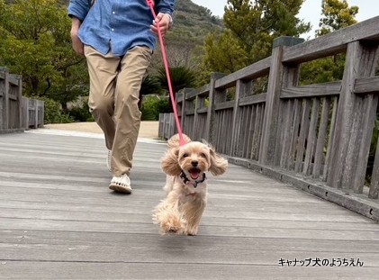 できていたことが、できなくなる理由⭐キャナップ犬のようちえん