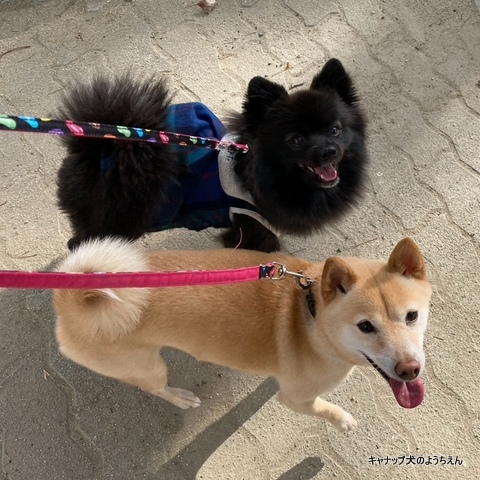 行動の根底にあるもの⭐キャナップ犬のようちえん