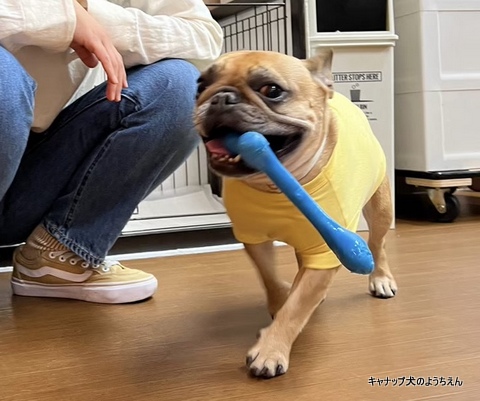 『ごほうび』って何？⭐キャナップ犬のようちえん