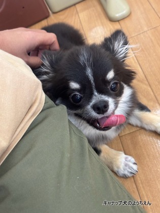 『For You』⭐キャナップ犬のようちえん
