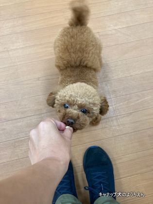 頼るってそんなにダメなこと？⭐キャナップ犬のようちえん