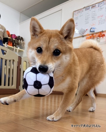 「またやりたい！」がポイント⭐キャナップ犬のようちえん