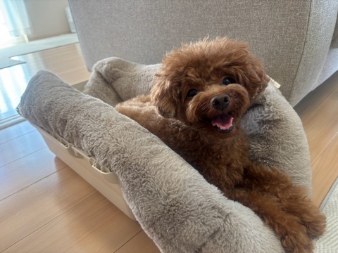 犬のお困りごとTOP3に共通すること～21周年を迎えて〜⭐キャナップ犬のようちえん